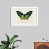 "Green birdwing (Ornithoptera priamus) (1806-1876)",  Charles Dessalines D' Orbigny