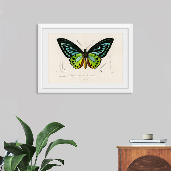 "Green birdwing (Ornithoptera priamus) (1806-1876)",  Charles Dessalines D' Orbigny