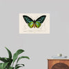 "Green birdwing (Ornithoptera priamus) (1806-1876)",  Charles Dessalines D' Orbigny