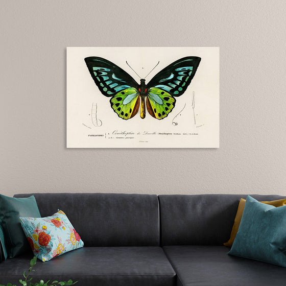 "Green birdwing (Ornithoptera priamus) (1806-1876)",  Charles Dessalines D' Orbigny