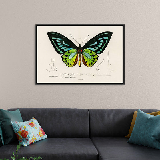 "Green birdwing (Ornithoptera priamus) (1806-1876)",  Charles Dessalines D' Orbigny