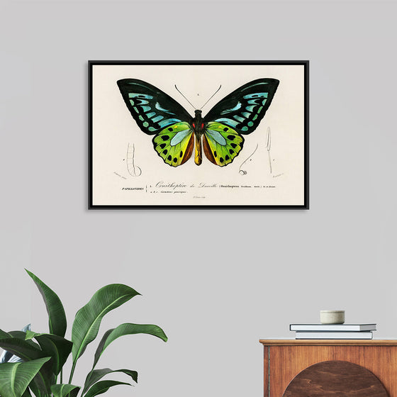 "Green birdwing (Ornithoptera priamus) (1806-1876)",  Charles Dessalines D' Orbigny