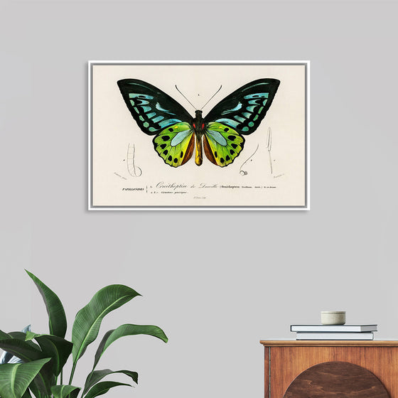 "Green birdwing (Ornithoptera priamus) (1806-1876)",  Charles Dessalines D' Orbigny