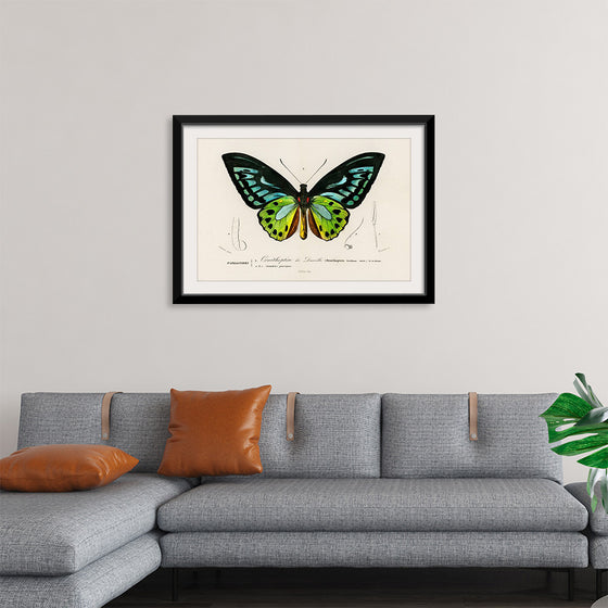 "Green birdwing (Ornithoptera priamus) (1806-1876)",  Charles Dessalines D' Orbigny