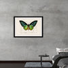 "Green birdwing (Ornithoptera priamus) (1806-1876)",  Charles Dessalines D' Orbigny