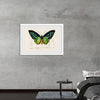 "Green birdwing (Ornithoptera priamus) (1806-1876)",  Charles Dessalines D' Orbigny