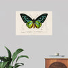 "Green birdwing (Ornithoptera priamus) (1806-1876)",  Charles Dessalines D' Orbigny