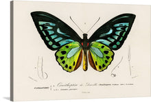  This exquisite print of “Green Birdwing (Ornithoptera priamus)” by Charles Dessalines D’ Orbigny is a testament to the artist’s masterful artistry and keen observation. The vibrant green and black wings of the butterfly, along with its intricate body structure, are captured in every detail. 