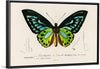 "Green birdwing (Ornithoptera priamus) (1806-1876)",  Charles Dessalines D' Orbigny