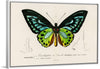 "Green birdwing (Ornithoptera priamus) (1806-1876)",  Charles Dessalines D' Orbigny