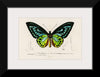 "Green birdwing (Ornithoptera priamus) (1806-1876)",  Charles Dessalines D' Orbigny