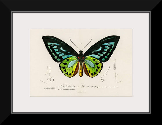 "Green birdwing (Ornithoptera priamus) (1806-1876)",  Charles Dessalines D' Orbigny