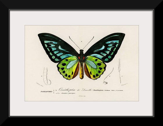 "Green birdwing (Ornithoptera priamus) (1806-1876)",  Charles Dessalines D' Orbigny