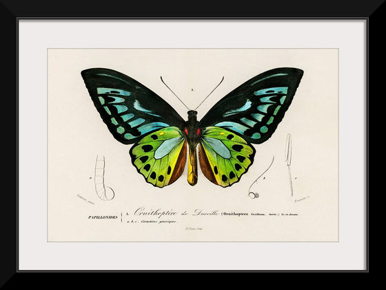 "Green birdwing (Ornithoptera priamus) (1806-1876)",  Charles Dessalines D' Orbigny