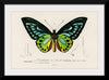 "Green birdwing (Ornithoptera priamus) (1806-1876)",  Charles Dessalines D' Orbigny