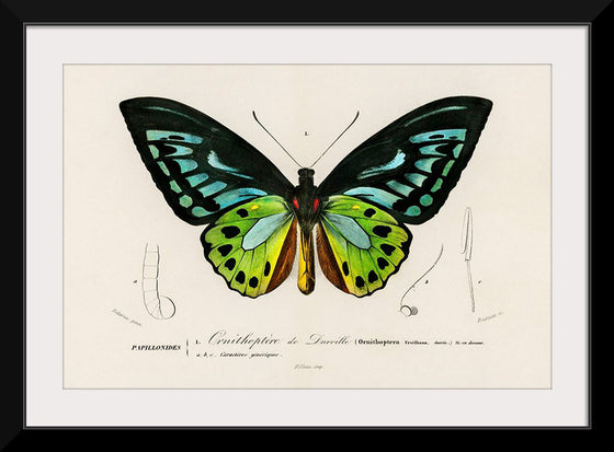 "Green birdwing (Ornithoptera priamus) (1806-1876)",  Charles Dessalines D' Orbigny