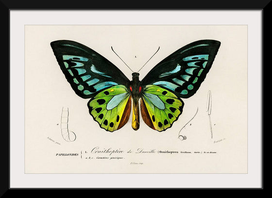 "Green birdwing (Ornithoptera priamus) (1806-1876)",  Charles Dessalines D' Orbigny