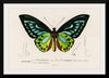 "Green birdwing (Ornithoptera priamus) (1806-1876)",  Charles Dessalines D' Orbigny