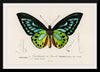 "Green birdwing (Ornithoptera priamus) (1806-1876)",  Charles Dessalines D' Orbigny