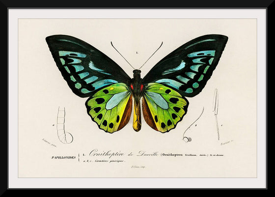 "Green birdwing (Ornithoptera priamus) (1806-1876)",  Charles Dessalines D' Orbigny