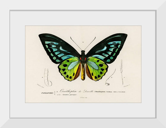 "Green birdwing (Ornithoptera priamus) (1806-1876)",  Charles Dessalines D' Orbigny