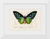 "Green birdwing (Ornithoptera priamus) (1806-1876)",  Charles Dessalines D' Orbigny