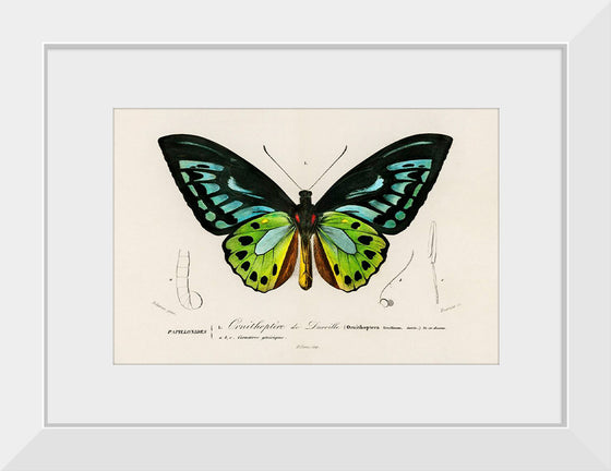 "Green birdwing (Ornithoptera priamus) (1806-1876)",  Charles Dessalines D' Orbigny