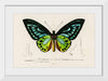 "Green birdwing (Ornithoptera priamus) (1806-1876)",  Charles Dessalines D' Orbigny