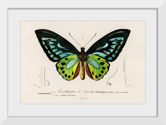 "Green birdwing (Ornithoptera priamus) (1806-1876)",  Charles Dessalines D' Orbigny