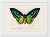 "Green birdwing (Ornithoptera priamus) (1806-1876)",  Charles Dessalines D' Orbigny