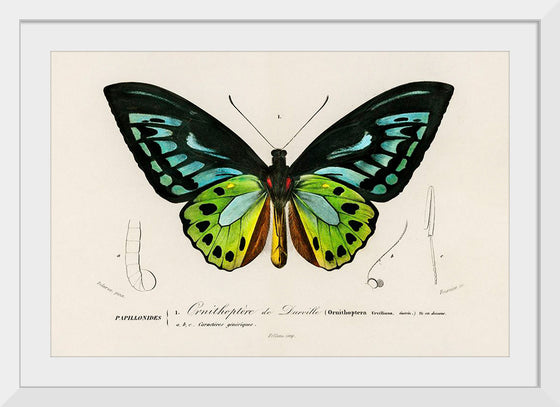 "Green birdwing (Ornithoptera priamus) (1806-1876)",  Charles Dessalines D' Orbigny