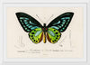 "Green birdwing (Ornithoptera priamus) (1806-1876)",  Charles Dessalines D' Orbigny