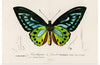 "Green birdwing (Ornithoptera priamus) (1806-1876)",  Charles Dessalines D' Orbigny