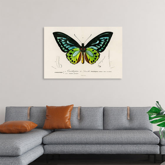 "Green birdwing (Ornithoptera priamus) (1806-1876)",  Charles Dessalines D' Orbigny