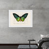 "Green birdwing (Ornithoptera priamus) (1806-1876)",  Charles Dessalines D' Orbigny