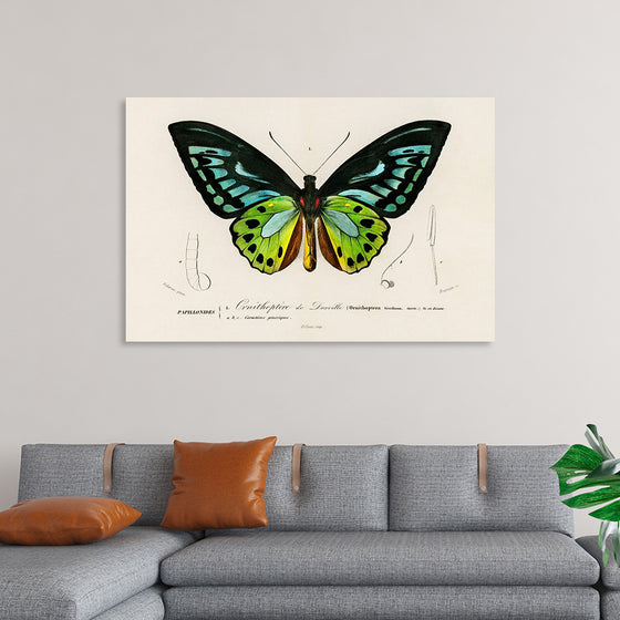 "Green birdwing (Ornithoptera priamus) (1806-1876)",  Charles Dessalines D' Orbigny