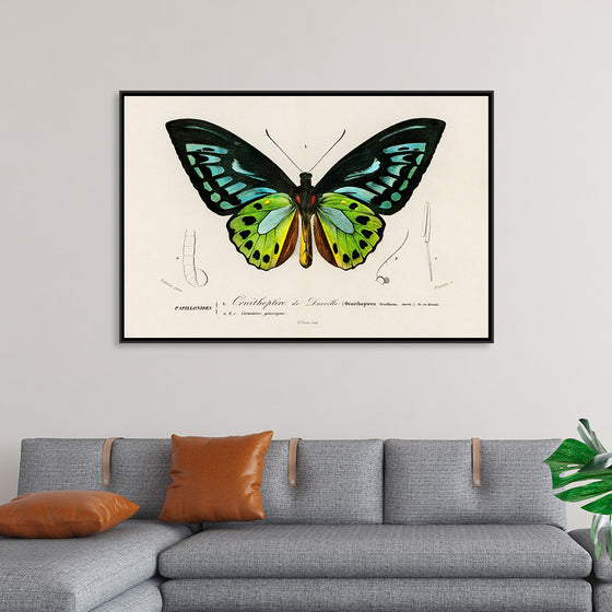 "Green birdwing (Ornithoptera priamus) (1806-1876)",  Charles Dessalines D' Orbigny