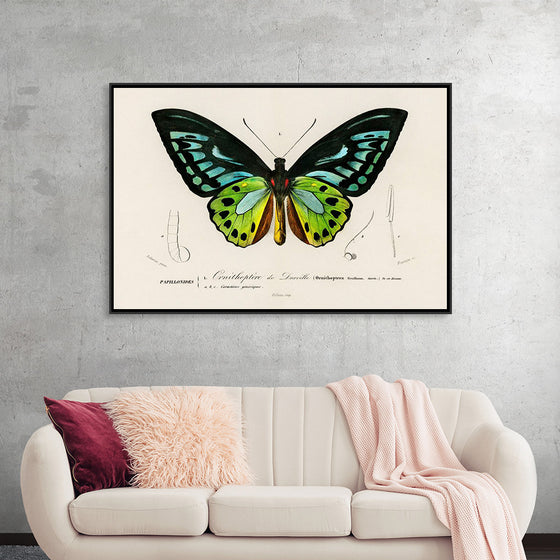 "Green birdwing (Ornithoptera priamus) (1806-1876)",  Charles Dessalines D' Orbigny