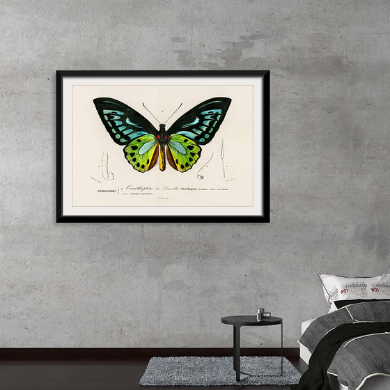 "Green birdwing (Ornithoptera priamus) (1806-1876)",  Charles Dessalines D' Orbigny