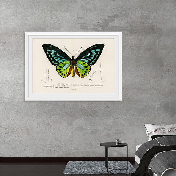 "Green birdwing (Ornithoptera priamus) (1806-1876)",  Charles Dessalines D' Orbigny