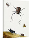 This captivating print, showcasing a meticulously detailed collection of insects, is a must-have for any nature enthusiast. The artwork is dominated by a large, dark brown beetle, its shiny carapace gleaming under an unseen light. 