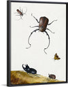 "Four Beetles and a Flying Stink Bug (1715)", Nicolaas Struyck