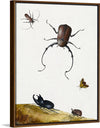 "Four Beetles and a Flying Stink Bug (1715)", Nicolaas Struyck