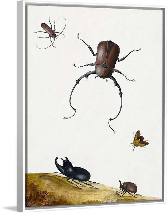 "Four Beetles and a Flying Stink Bug (1715)", Nicolaas Struyck