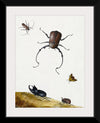 "Four Beetles and a Flying Stink Bug (1715)", Nicolaas Struyck