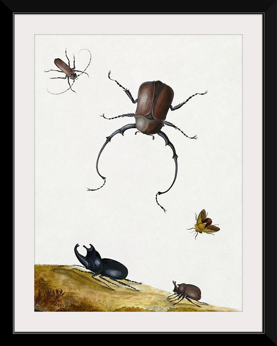 "Four Beetles and a Flying Stink Bug (1715)", Nicolaas Struyck