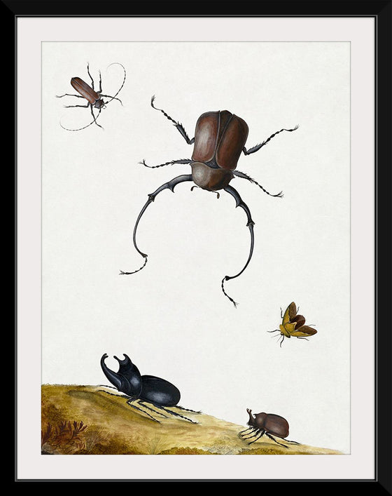 "Four Beetles and a Flying Stink Bug (1715)", Nicolaas Struyck