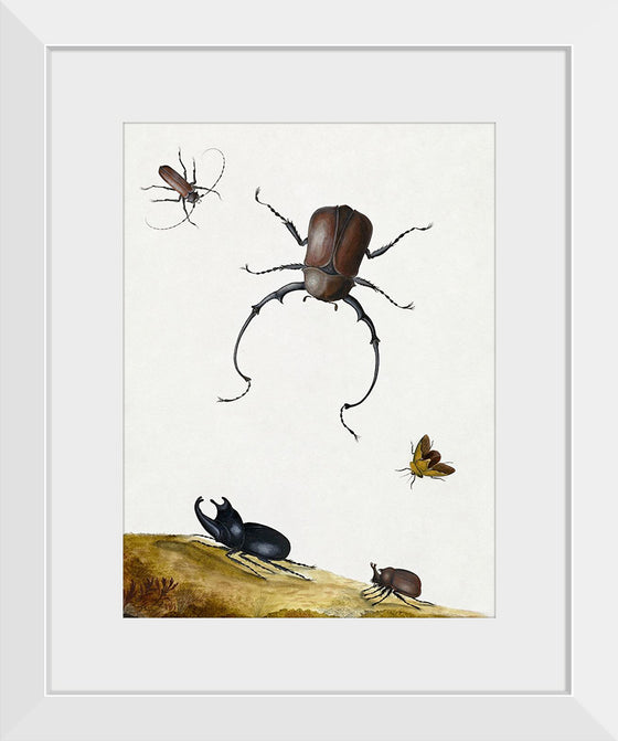 "Four Beetles and a Flying Stink Bug (1715)", Nicolaas Struyck