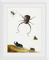 "Four Beetles and a Flying Stink Bug (1715)", Nicolaas Struyck