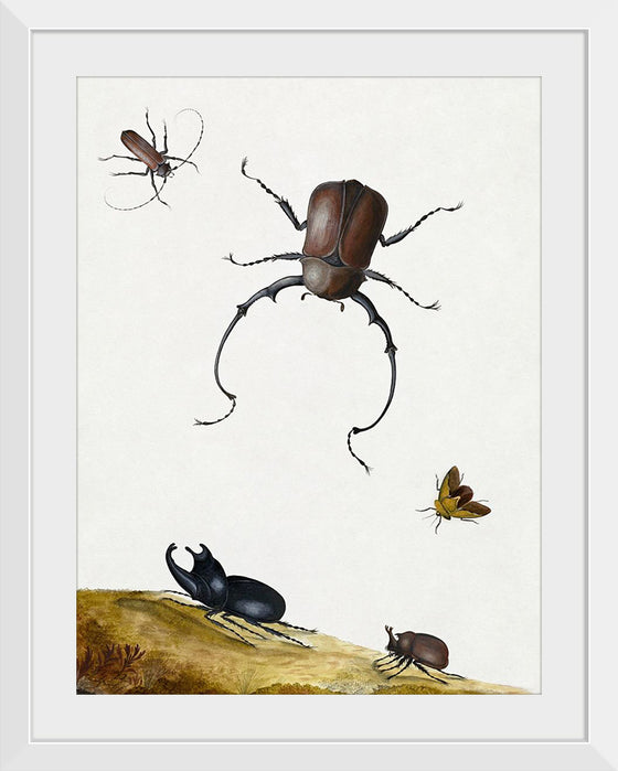 "Four Beetles and a Flying Stink Bug (1715)", Nicolaas Struyck